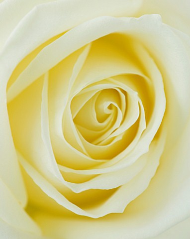 CLOSE_UP_OF_CENTRE_OF_CREAMY_WHITE_ROSE