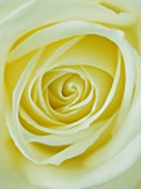 CLOSE UP OF CENTRE OF CREAMY WHITE ROSE