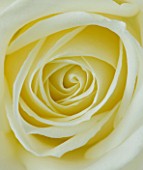 CLOSE UP OF CENTRE OF CREAMY WHITE ROSE