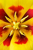 CLOSE UP OF THE RED AND YELLOW CENTRE OF THE TULIP KAUFMANNIANA  STRESSA