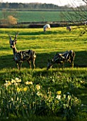THE OLD RECTORY  HASELBECH  NORTHAMPTONSHIRE - TWO ROE DEER MADE OUT OF DRIFT WOOD BY HEATHER JANSCH WITH SHEEP IN THE BACKGROUND AND DAFFODILS IN THE FOREGROUND - SPRING  EVENING