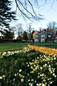 THE OLD RECTORY  HASELBECH  NORTHAMPTONSHIRE - VIEW TOWARDS THE RECTORY FROM THE LAWN WITH DAFFODILS (MOSTLY NARCISSUS SPRING DAWN) - EVENING LIGHT