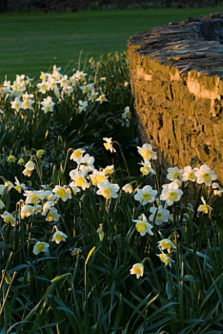 THE_OLD_RECTORY__HASELBECH__NORTHAMPTONSHIRE__THE_LAWN_AND_STONE_WALL_WITH_NARCISSUS_SPRING_DAWN__EV