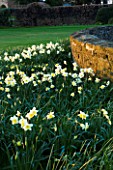 THE OLD RECTORY  HASELBECH  NORTHAMPTONSHIRE - VIEW TOWARDS THE LAWN AND STONE WALL WITH  NARCISSUS SPRING DAWN - EVENING LIGHT