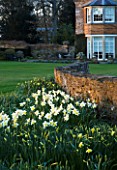THE OLD RECTORY  HASELBECH  NORTHAMPTONSHIRE - VIEW TOWARDS THE RECTORY FROM THE LAWN WITH  NARCISSUS SPRING DAWN AND STONE WALL - EVENING LIGHT