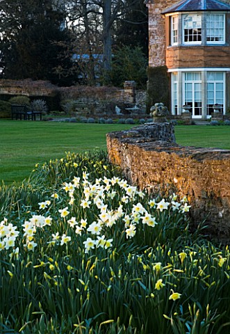 THE_OLD_RECTORY__HASELBECH__NORTHAMPTONSHIRE__VIEW_TOWARDS_THE_RECTORY_FROM_THE_LAWN_WITH__NARCISSUS