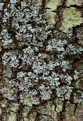 CLOSE_UP_OF_THE_BARK_OF_DIOSPYROS_LOTUS_DATE_PLUM_WITH_LICHEN