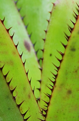 THE_SUCCULENT_LEAVES_AND_SPIKES_OF_AECHMEA_PINELIANA