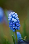 BLUE FLOWERS OF BELLEVALIA PYCNANTHA - MUSCARI PARADOXUM