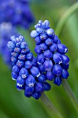 BLUE FLOWERS OF MUSCARI AZUREUM