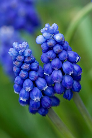 BLUE_FLOWERS_OF_MUSCARI_AZUREUM