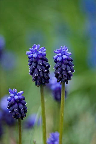 BLUE_FLOWERS_OF_MUSCARI_NEGLECTUM