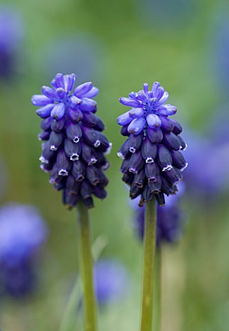 BLUE_FLOWERS_OF_MUSCARI_NEGLECTUM
