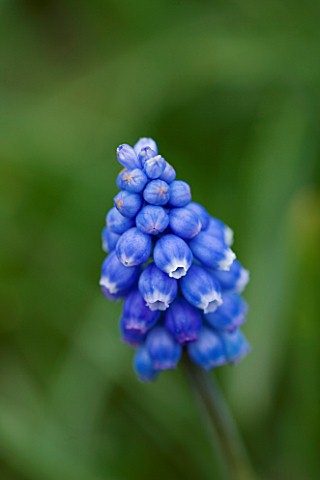 BLUE_FLOWERS_OF_MUSCARI_TUBERGENIANUM