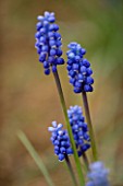 BLUE FLOWERS OF MUSCARI BOTRYOIDES