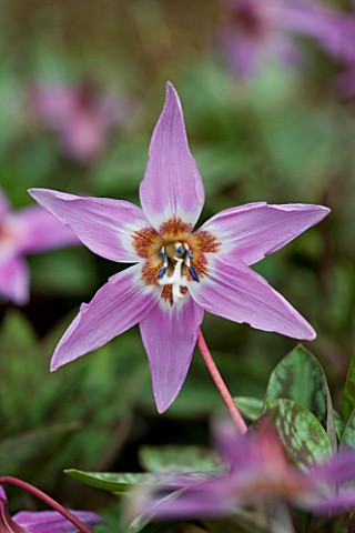PINK_FLOWERS_OF_ERYTHRONIUM_DENS__CANIS