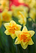 CLOSE UP IMAGE OF THE YELLOW FLOWER OF A DAFFODIL - NARCISSUS CLEAR DAY