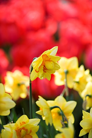 CLOSE_UP_IMAGE_OF_THE_YELLOW_FLOWER_OF_A_DAFFODIL__NARCISSUS_CLEAR_DAY