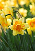 CLOSE UP IMAGE OF THE YELLOW FLOWER OF A DAFFODIL - NARCISSUS CLEAR DAY