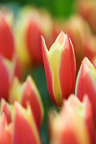 CLOSE_UP_IMAGE_OF_THE__FLOWER_OF__CLUSIANA_TULIP_TACO