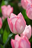 CLOSE UP IMAGE OF THE  PINK FLOWER OF TULIP CHRISTMAS PEARL