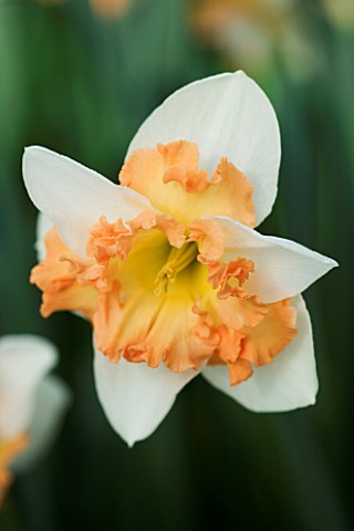 CLOSE_UP_IMAGE_OF_THE_PINK_FLOWER_OF_NARCISSUS_TAURUS