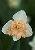 CLOSE UP IMAGE OF THE PINK FLOWER OF NARCISSUS CHAPELET