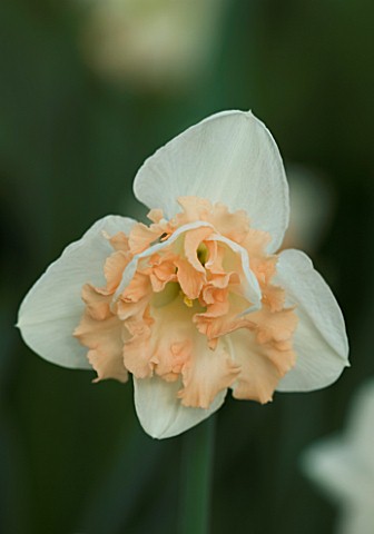 CLOSE_UP_IMAGE_OF_THE_PINK_FLOWER_OF_NARCISSUS_CHAPELET