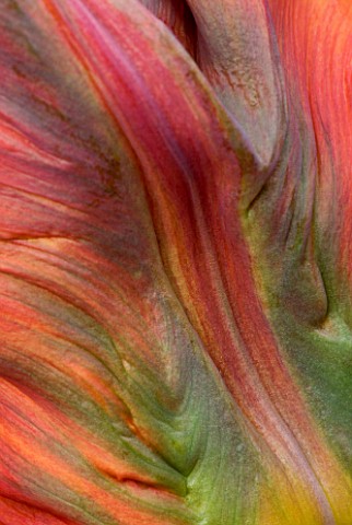 CLOSE_UP_ABSTRACT_IMAGE_OF_THE_FLOWER_OF_PARROT_TULIP_BLUMEX
