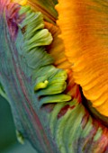 CLOSE UP ABSTRACT IMAGE OF THE FLOWER OF PARROT TULIP BLUMEX