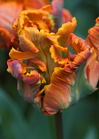 CLOSE_UP_IMAGE_OF_THE_FLOWER_OF_PARROT_TULIP_BLUMEX