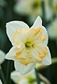 CLOSE UP IMAGE OF THE FLOWER OF NARCISSUS CHANGING COLOURS