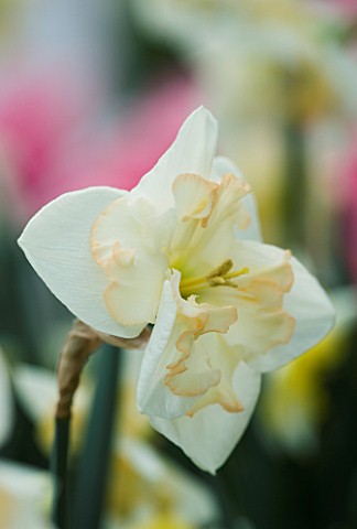 CLOSE_UP_IMAGE_OF_THE_FLOWER_OF_NARCISSUS_CHANGING_COLOURS