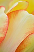 CLOSE UP ABSTRACT IMAGE OF THE FLOWER OF THE DARWIN HYBRID TULIP BEAUTY OF SPRING