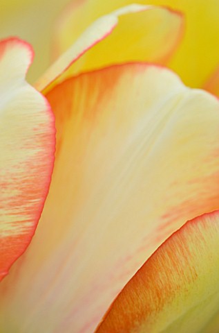 CLOSE_UP_ABSTRACT_IMAGE_OF_THE_FLOWER_OF_THE_DARWIN_HYBRID_TULIP_BEAUTY_OF_SPRING