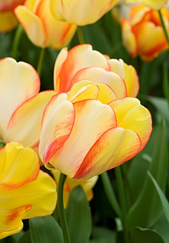 CLOSE_UP_IMAGE_OF_THE_FLOWER_OF_THE_DARWIN_HYBRID_TULIP_BEAUTY_OF_SPRING