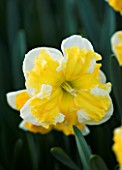 NARCISSUS SOVEREIGN