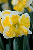 NARCISSUS SOVEREIGN