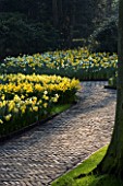 KEUKENHOF GARDENS  HOLLAND: PATH THROUGH WOODLAND LINED WITH DAFFODILS. EARLY MORNING  SPRING