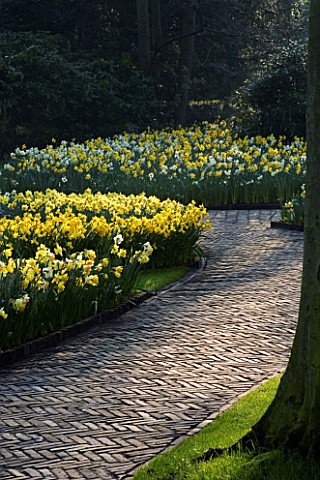 KEUKENHOF_GARDENS__HOLLAND_PATH_THROUGH_WOODLAND_LINED_WITH_DAFFODILS_EARLY_MORNING__SPRING