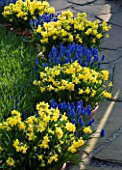 KEUKENHOF GARDENS  HOLLAND: CONTAINERS IN SPRING PLANTED WITH MUSCARI ARMENIACUM AND NARCISSUS TETE - A - TETE