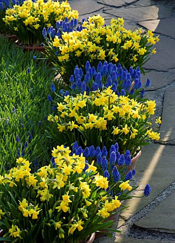 KEUKENHOF_GARDENS__HOLLAND_CONTAINERS_IN_SPRING_PLANTED_WITH_MUSCARI_ARMENIACUM_AND_NARCISSUS_TETE__