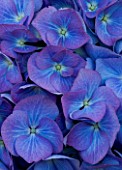 BEAUTIFUL BLUE FLOWERS OF HYDRANGEA MACROPHYLLA RENATE STEINGER
