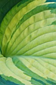 CLOSE UP ABSTRACT IMAGE OF THE GREEN FOLIAGE OF HOSTA ESKIMO PIE
