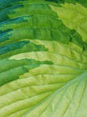 CLOSE UP ABSTRACT IMAGE OF THE GREEN FOLIAGE OF HOSTA ESKIMO PIE