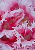 CLOSE UP ABSTARCT IMAGE OF CENTRE OF PINK AND WHITE FRINGED TULIP QUEENSLAND