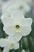NARCISSUS PIPERS END