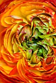 CLOSE UP OF THE CENTRE OF AN ORANGE AND GREEN RANUNCULUS