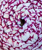 CLOSE UP OF THE CENTRE OF A PURPLE AND WHITE RANUNCULUS