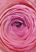 CLOSE UP OF THE CENTRE OF A PINK RANUNCULUS